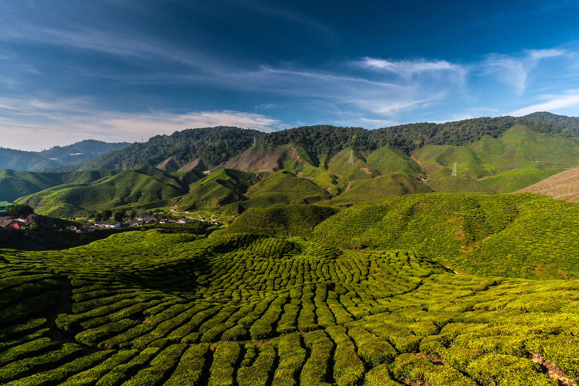 An early morning view over the Cameron Bharat Tea Estate in Malaysia's Cameron Highlands