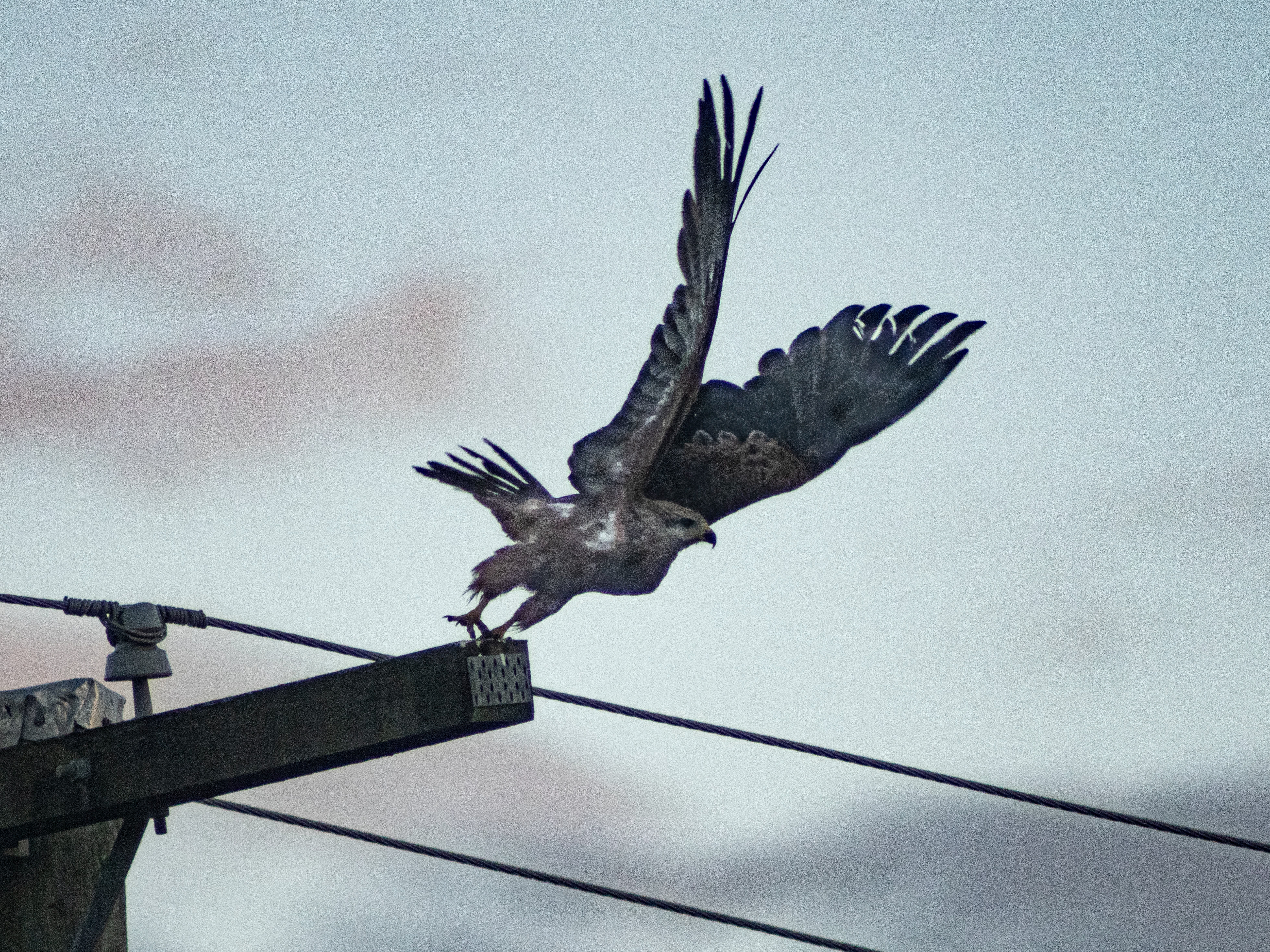 standing in flight