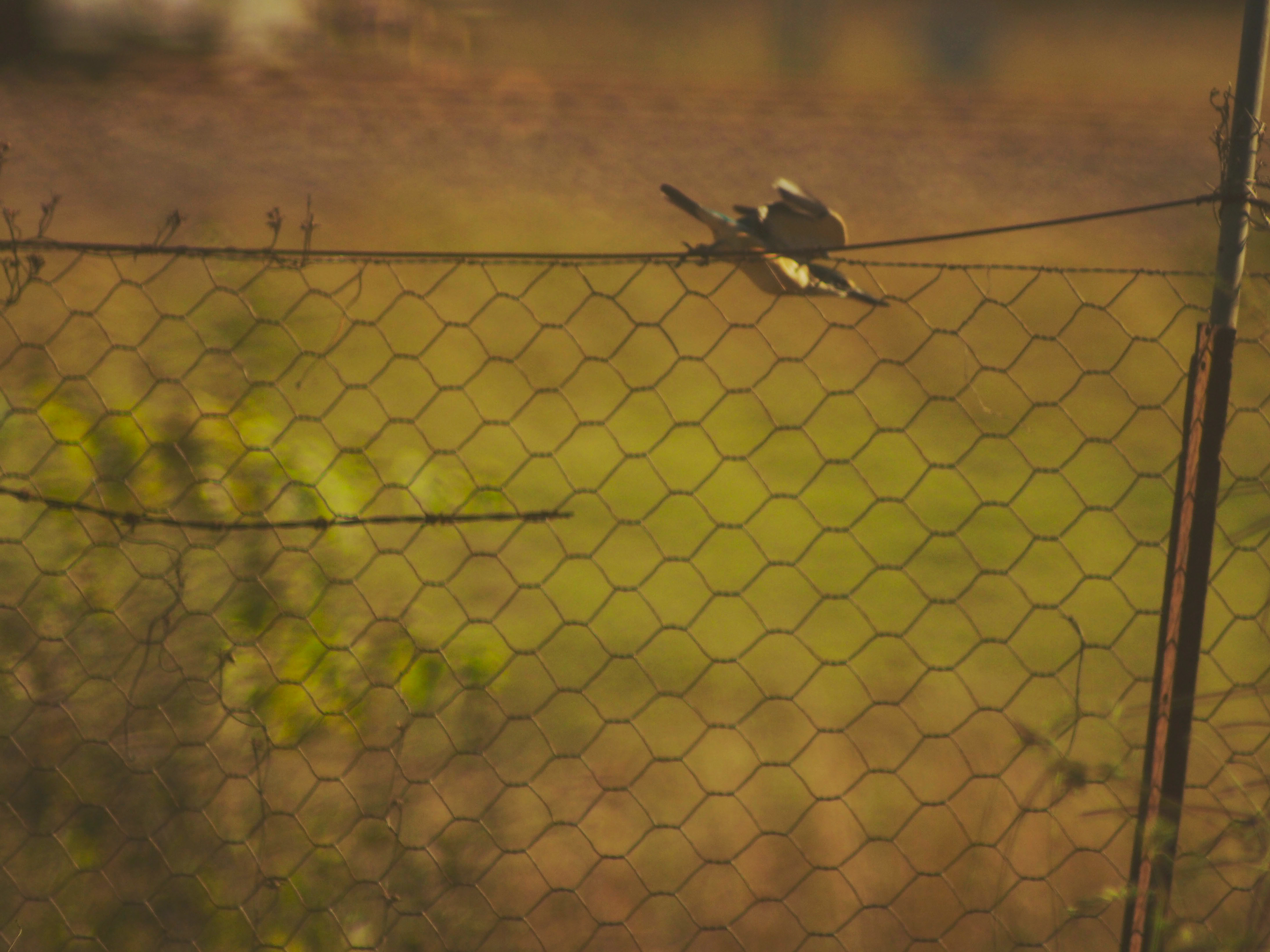 Boundary fence and bird