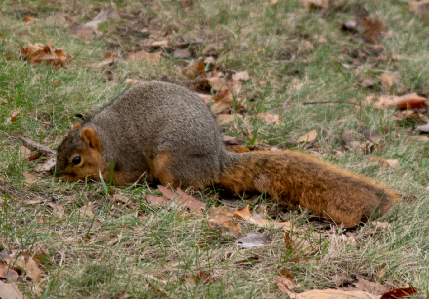 Jim Knowles Photos Squirrels In Pymouth, MI
