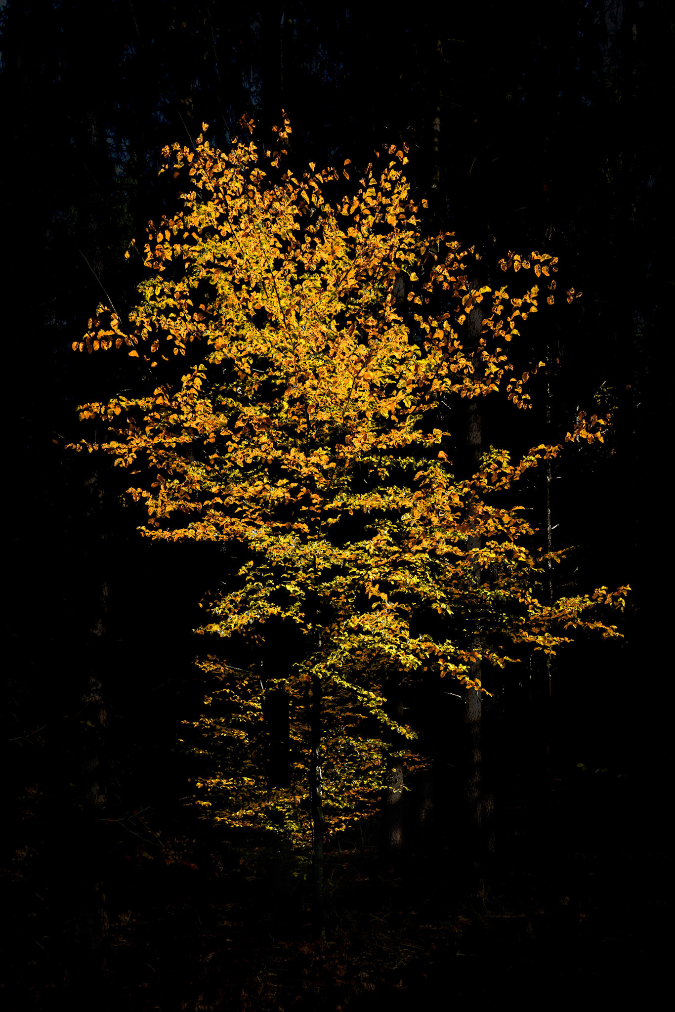 "Glow"