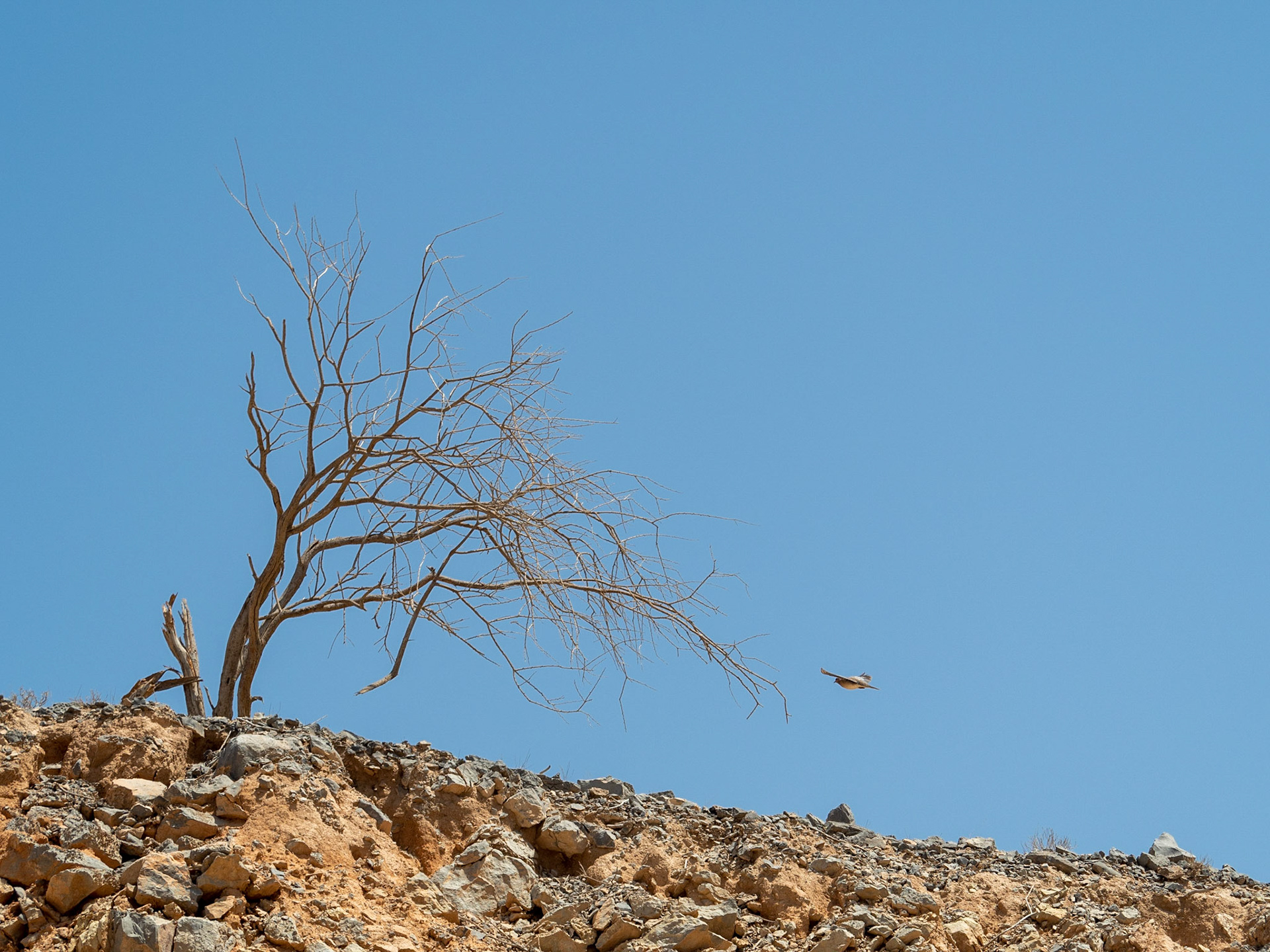 Dried from a stark lack of water, the tree still holds it's ground; seems like it's serving as a way-point for birds to take a quick rest before continuing their long jouney home under the burning afternoon sun