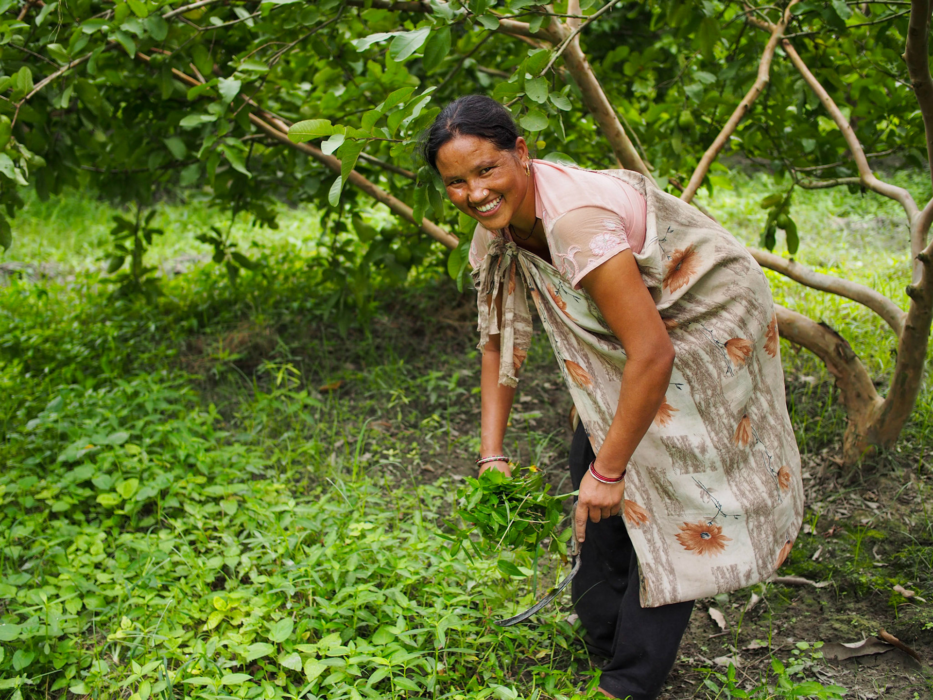 Tea picker doing household work