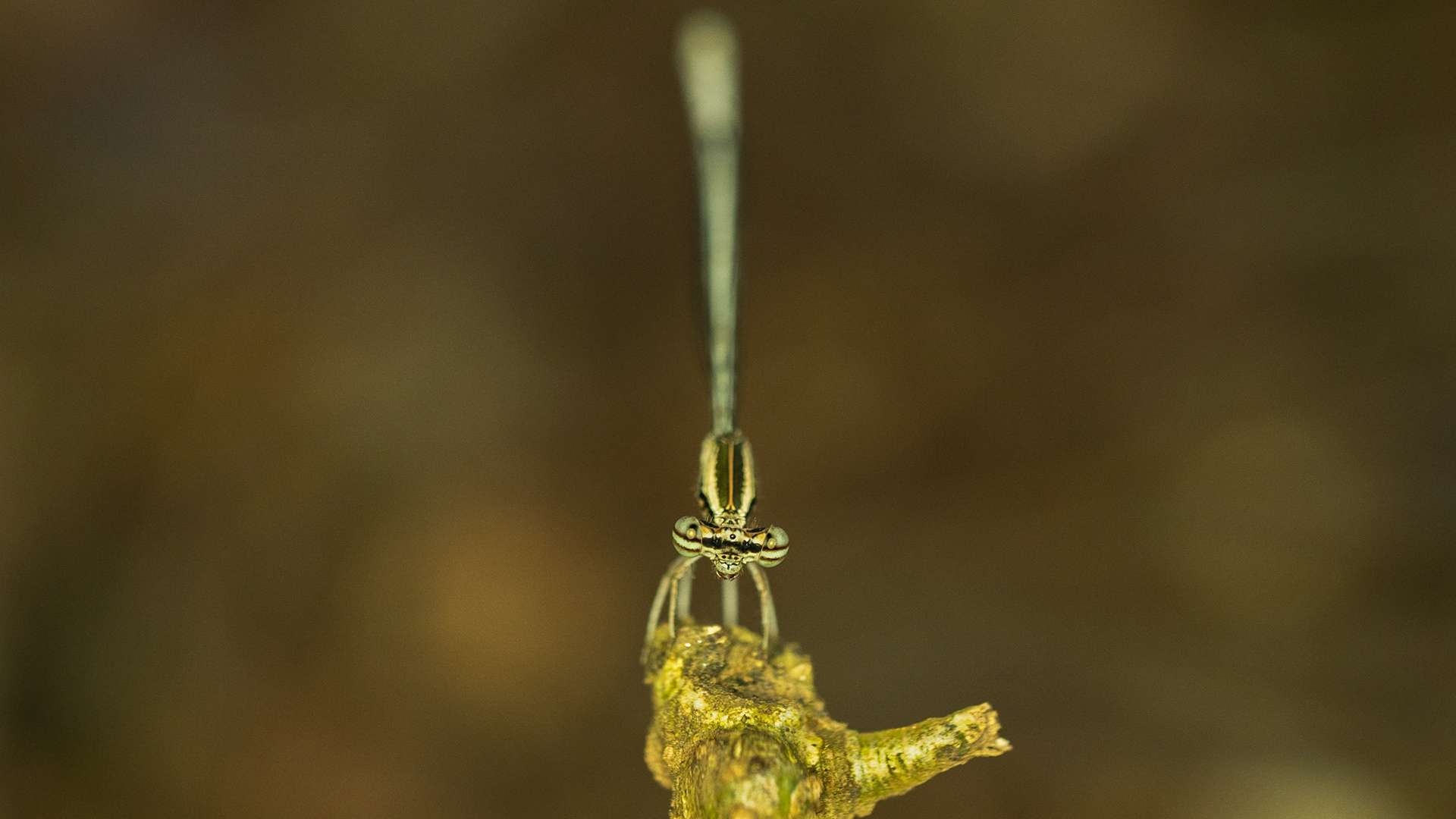 White-Legged Damselfly