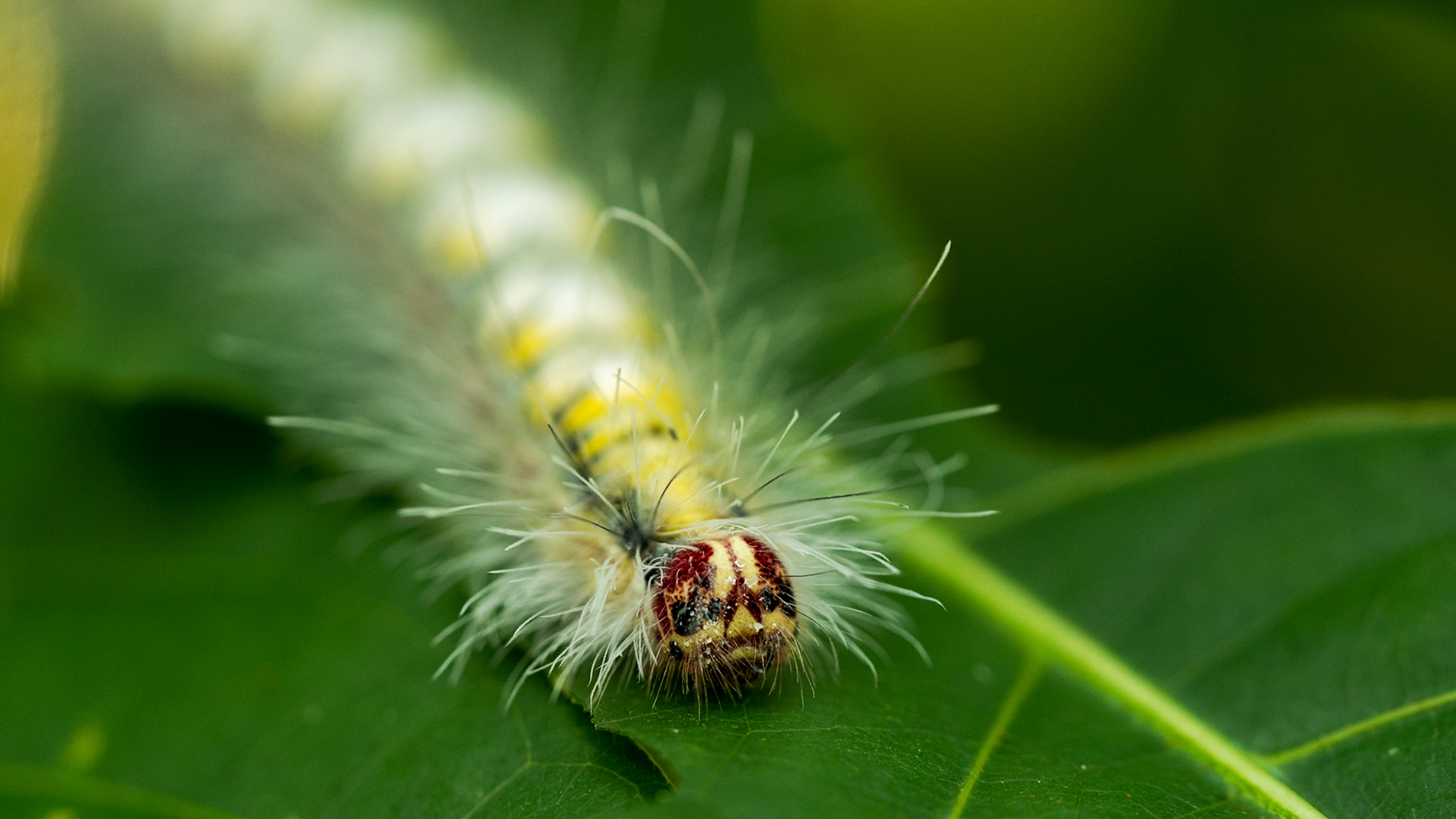 This guy sure was a busybody! It took me a dozen tries to get him face-on towards the camera.

While "cute" and "fuzzy-wuzzy", the hair (called setae) are actually quite prickly and pierce the skin easily (much like the spindles of a cactus plant). Hence I needed to stay away from those while cajoling Mr. Lappet to pose. He didn't comply :(

I'd seen a similar caterpillar after metamorphosis - it had turned into a beautiful moth with an extremely leaf-like appearance, which made it extremely difficult to spot in the wild. I'll add that photo on once I find it. 

Meanwhile, I'll leave you with this - the body segments of a caterpillar are called Somite or Metameres.
