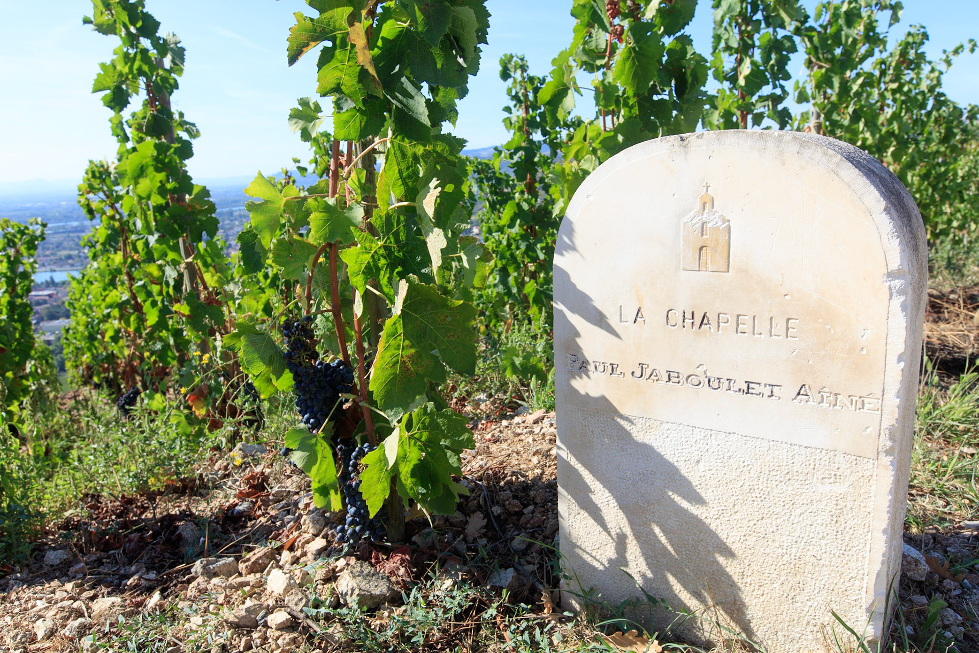 DROME (26) TAIN L'HERMITAGE VIGNOBLE DE L'HERMITAGE VIGNE ET GRAPPES DE RAISIN CéPAGE SYRAHDOMAINE LA CHAPELLE (PAUL JABOULET) // FRANCE. DROME (26) TAIN L'HERMITAGE VINEYARD OF THE HERMITAGEVINE AND BUNCHES OF GRAPES TYPE OF VINE SYRAHFIELD THE VAULT (PAUL JABOULET)