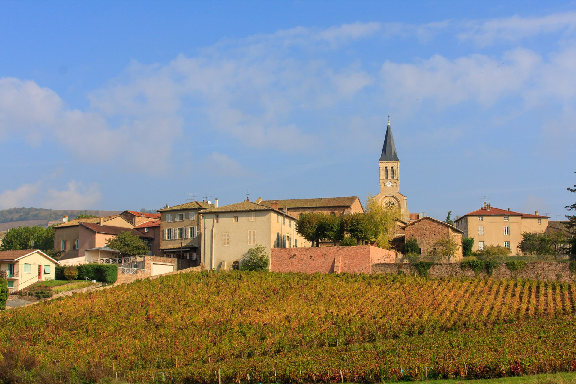 Rhone (69) romaneche-thorins, le vignoble // France. Rhone (69) romaneche-thorins, the vineyard
