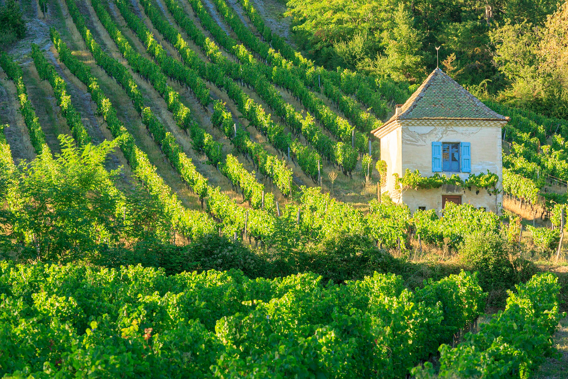 DROME (26) CHATILLON EN DIOIS PARC NATUREL REGIONAL DU VERCORS CABANON DANS LES VIGNES AU SERRE DU POET // FRANCE.DROME (26) CHATILLON EN DIOIS PARK NATURAL REGIONAL OF VERCORS COTTAGE IN THE VINES WITH THE SERRE DU POET (GREENHOUSE OF THE POET)