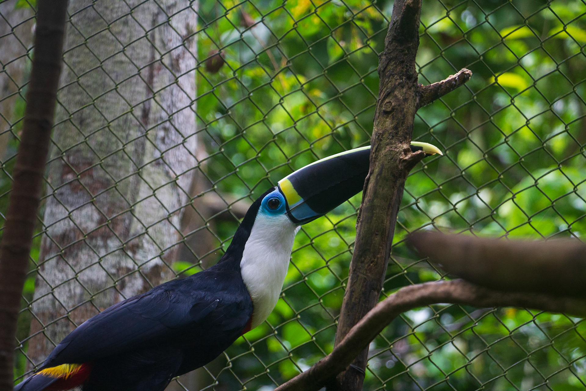 White-throated Toucan at Pilpintuwasi Butterfly Farm o
