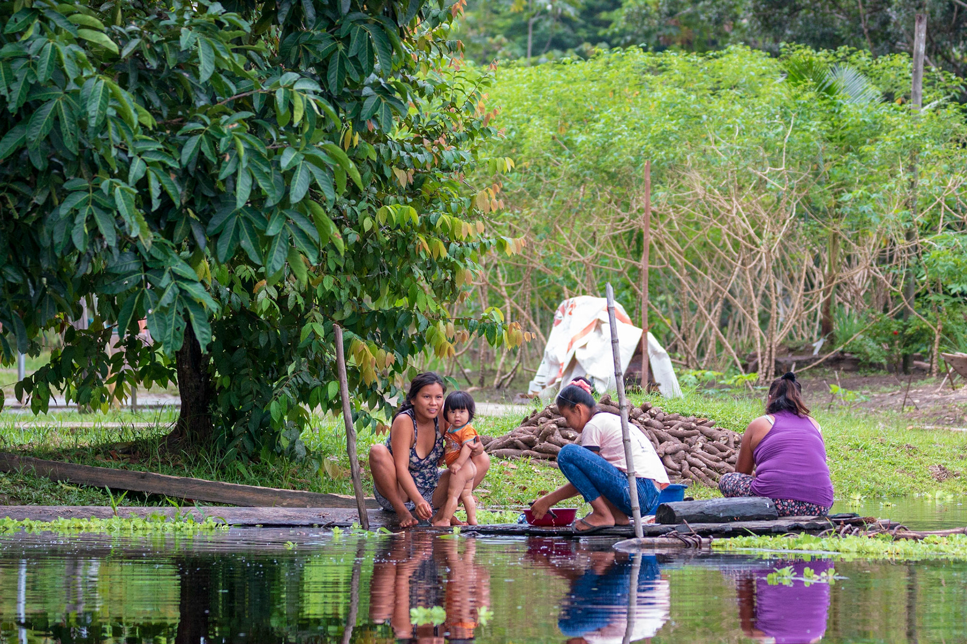 Preparing taro for market of cooking farina