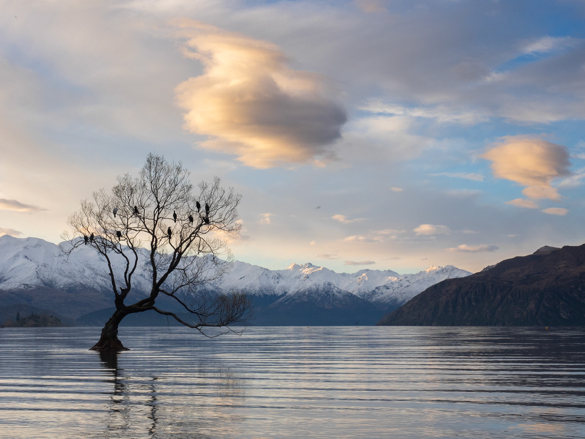 That Wanaka Tree