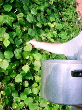 Pick the leaves