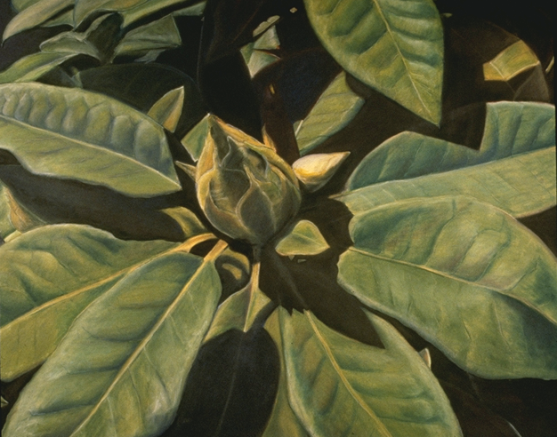 Rhododendron