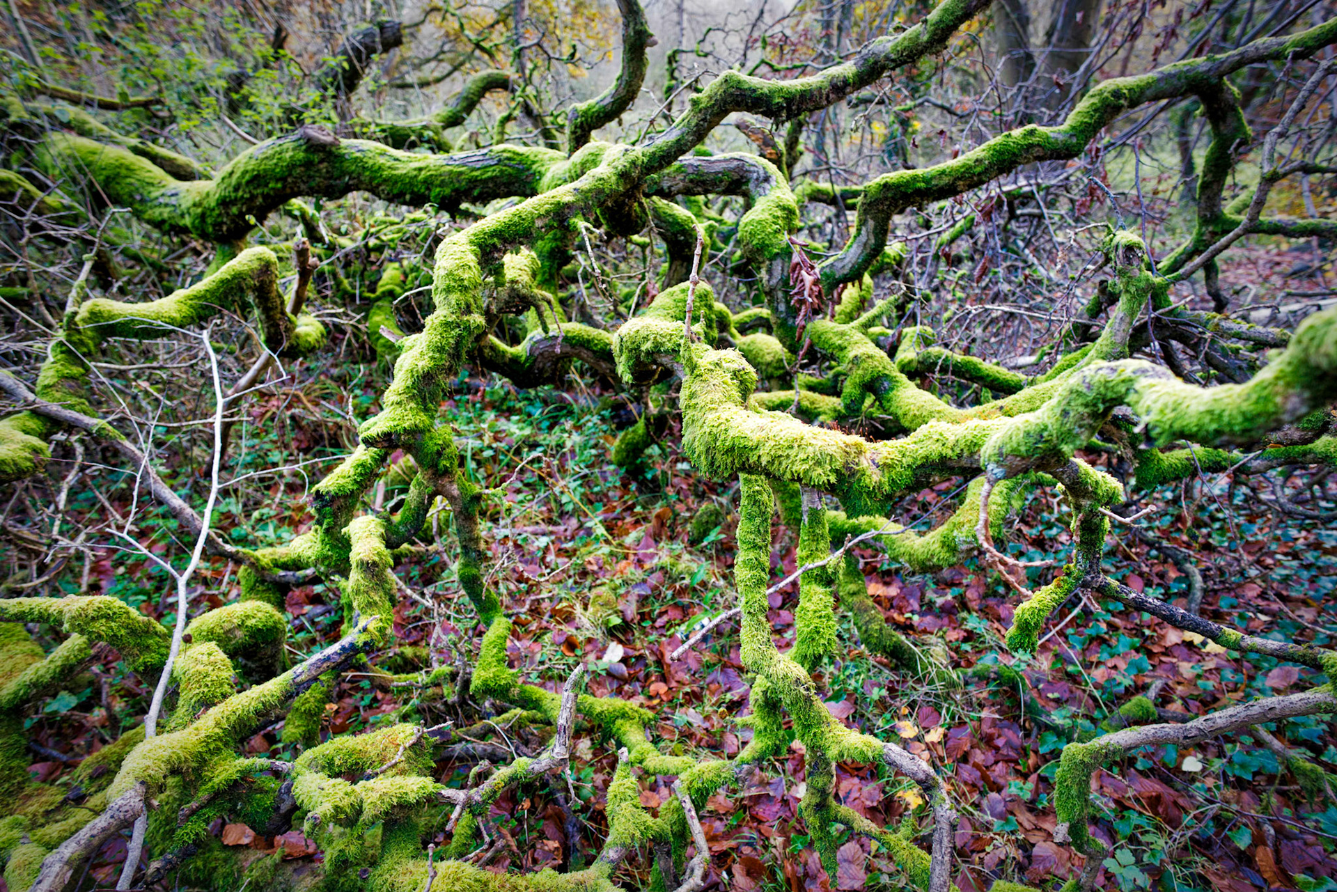 Not sure what to make to this tangled mess