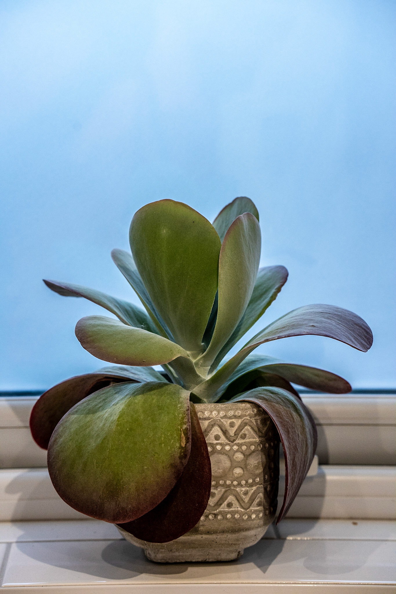 One of our house plants