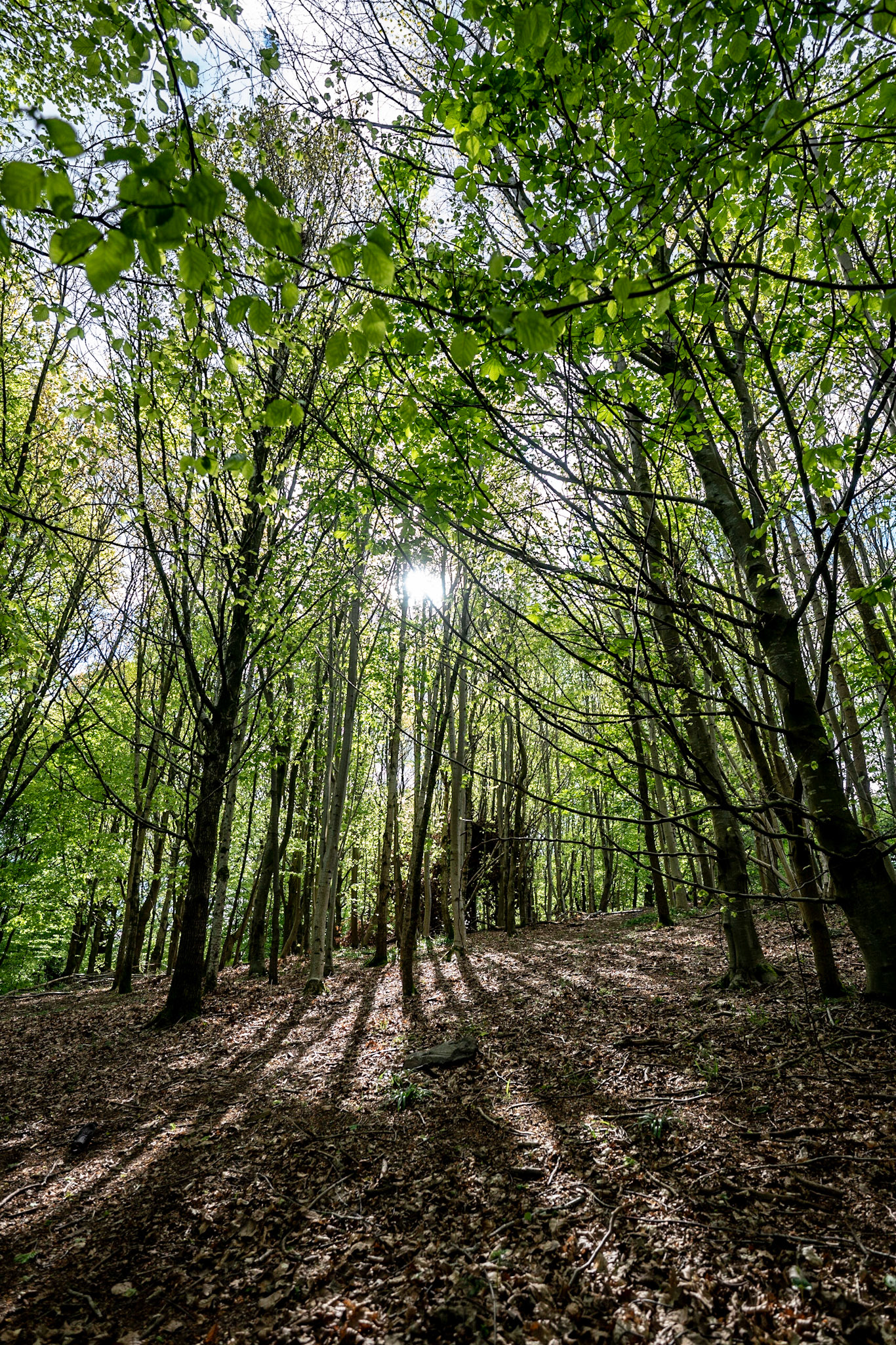 Love the sun through the trees here.