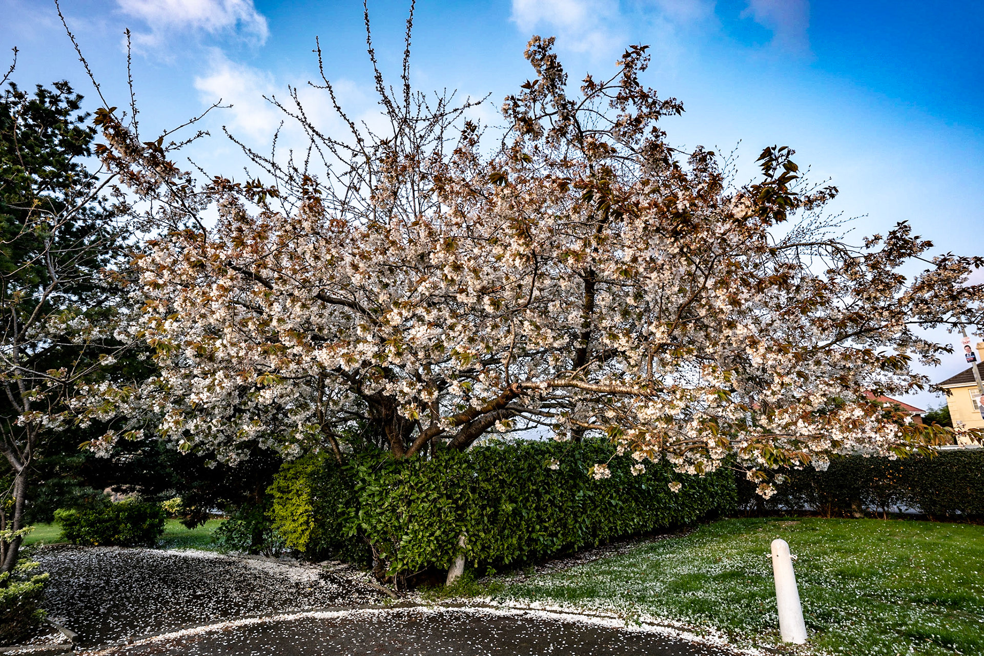 Love this tree and it looks stunning in bloom