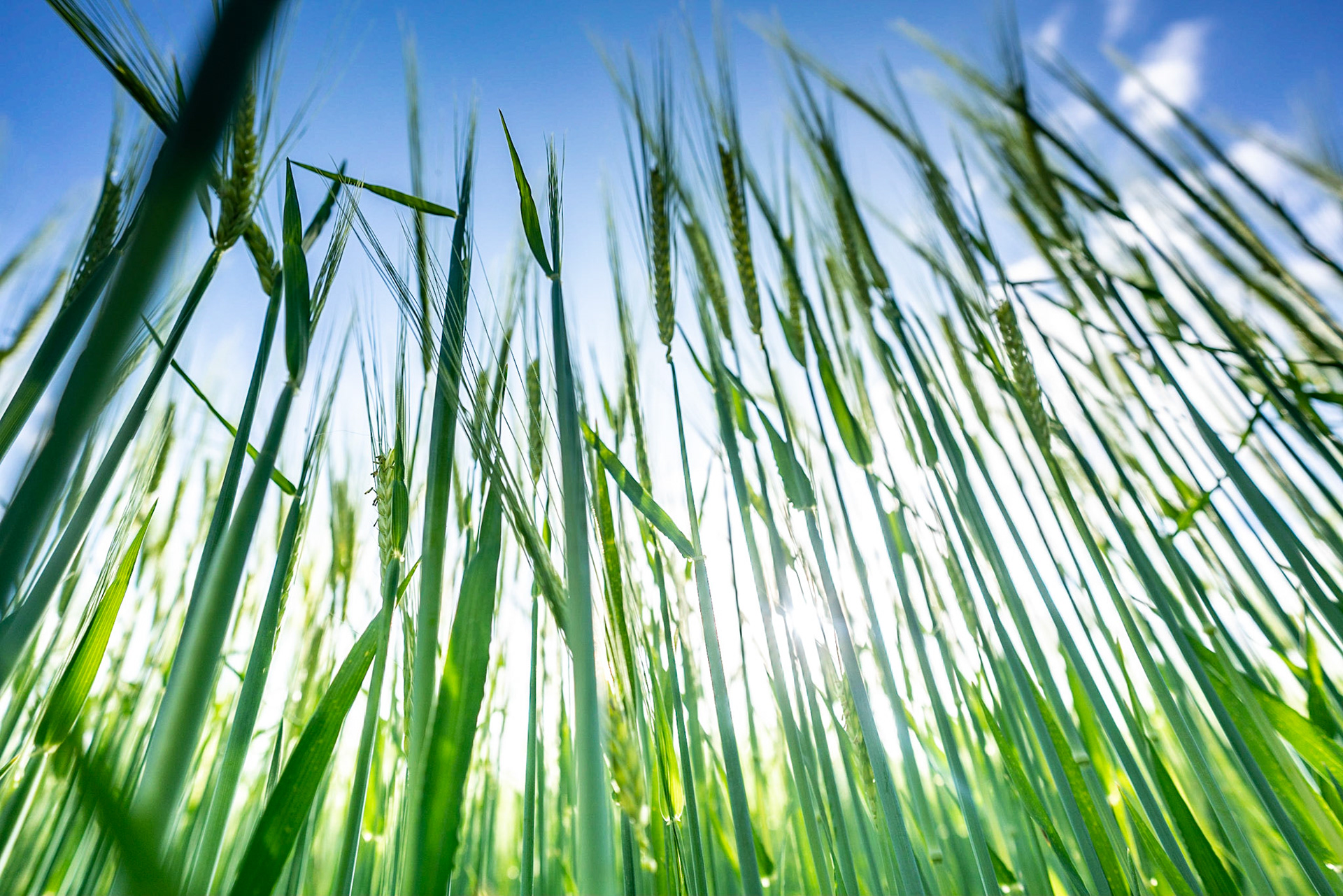 The wheat is almost ready