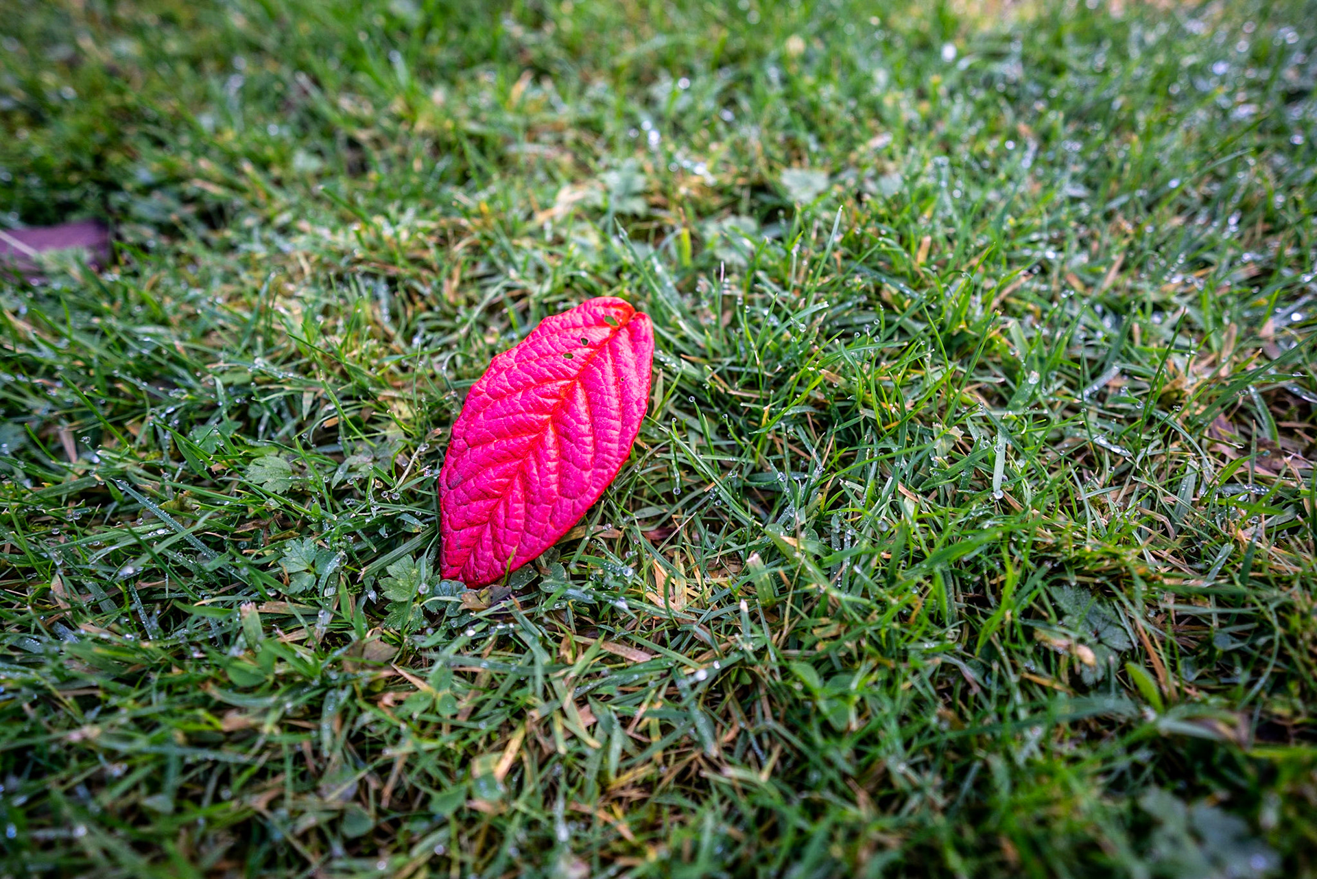 Found a red leaf in the middle of the garden today