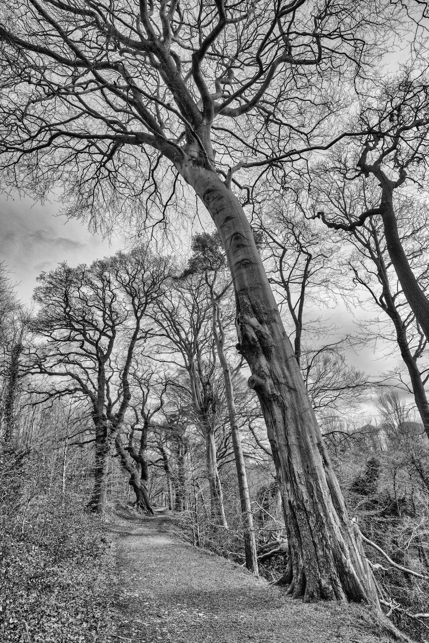 Walking the 'forest' path today