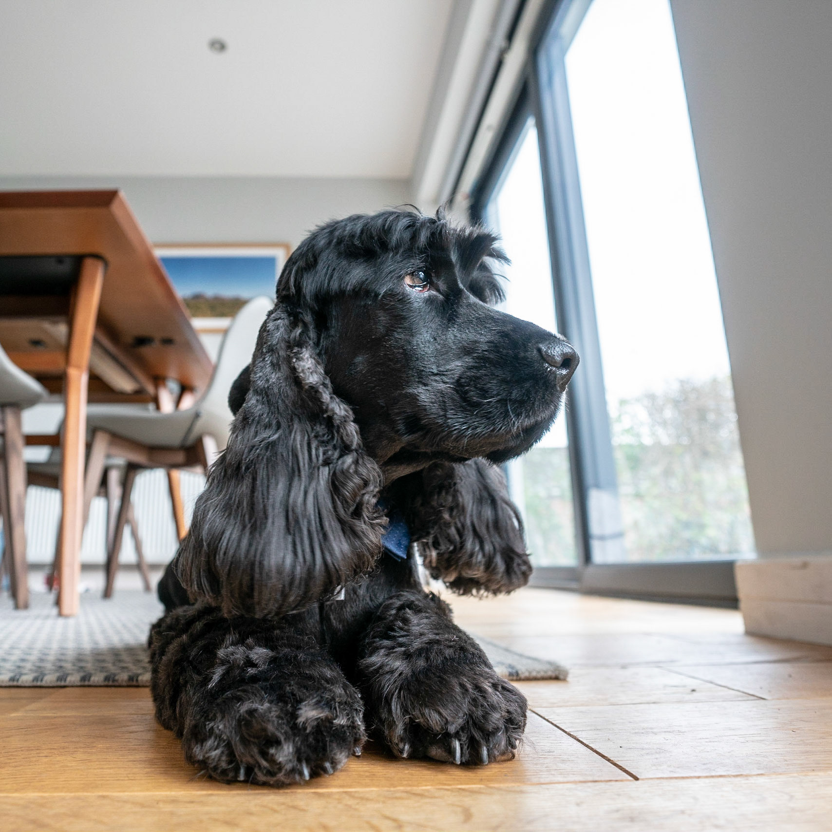 After 3 weeks at doggy day care, someone went for a well needed bath and hair cut
