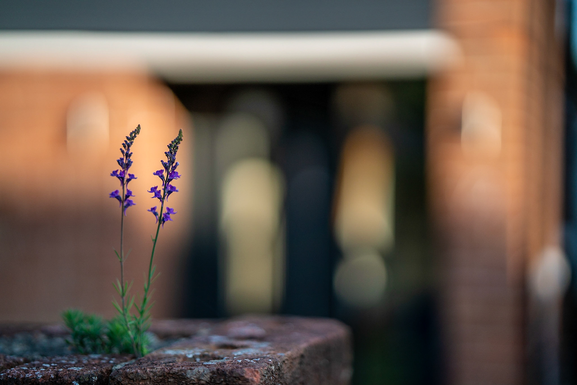 'Weeds' in our gate post