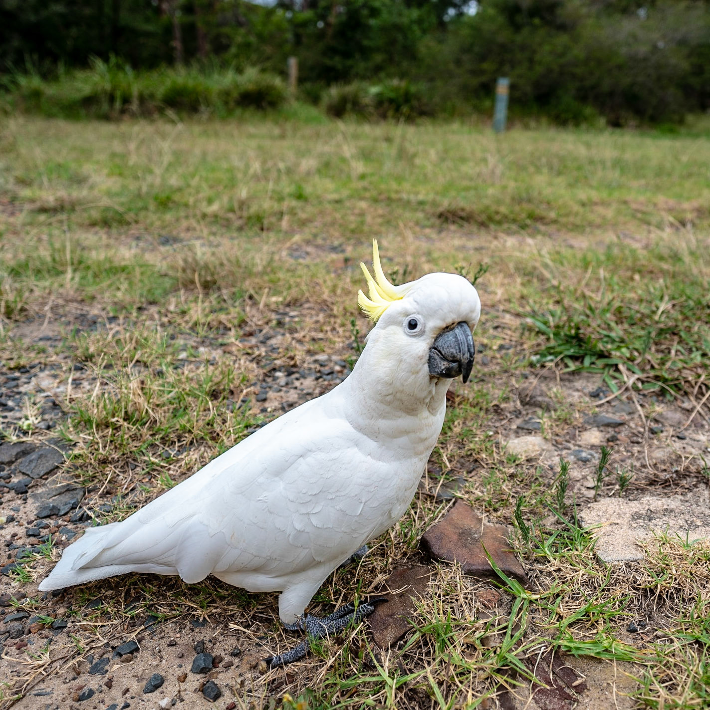 Early 2hr walk today as it was a bit cooler. This guy was out looking for some breakfast