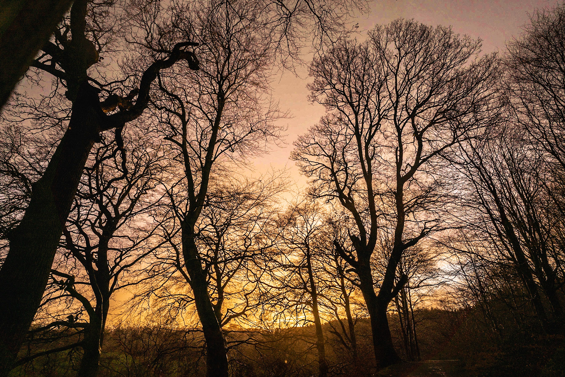 This must be the start of Golden Hour while out walking the dog