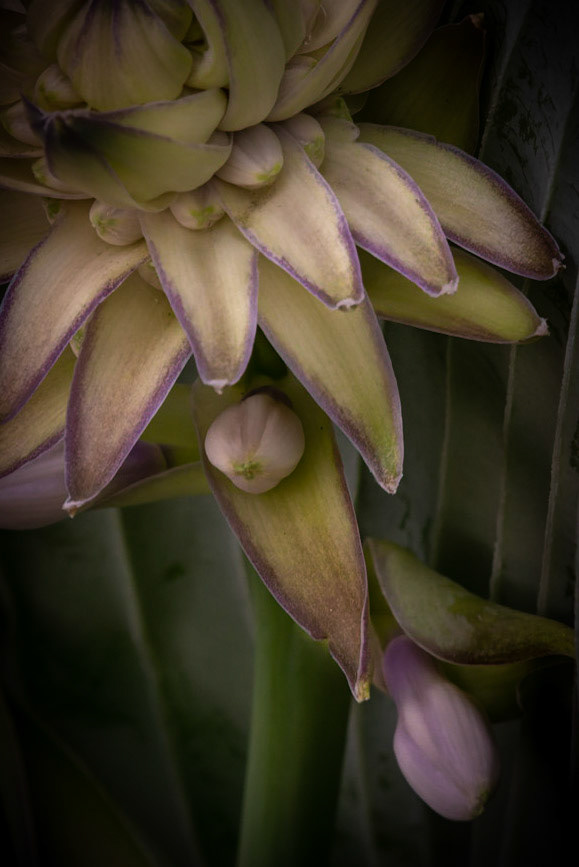 Hosta Bud, Wauwatosa WI June 2021