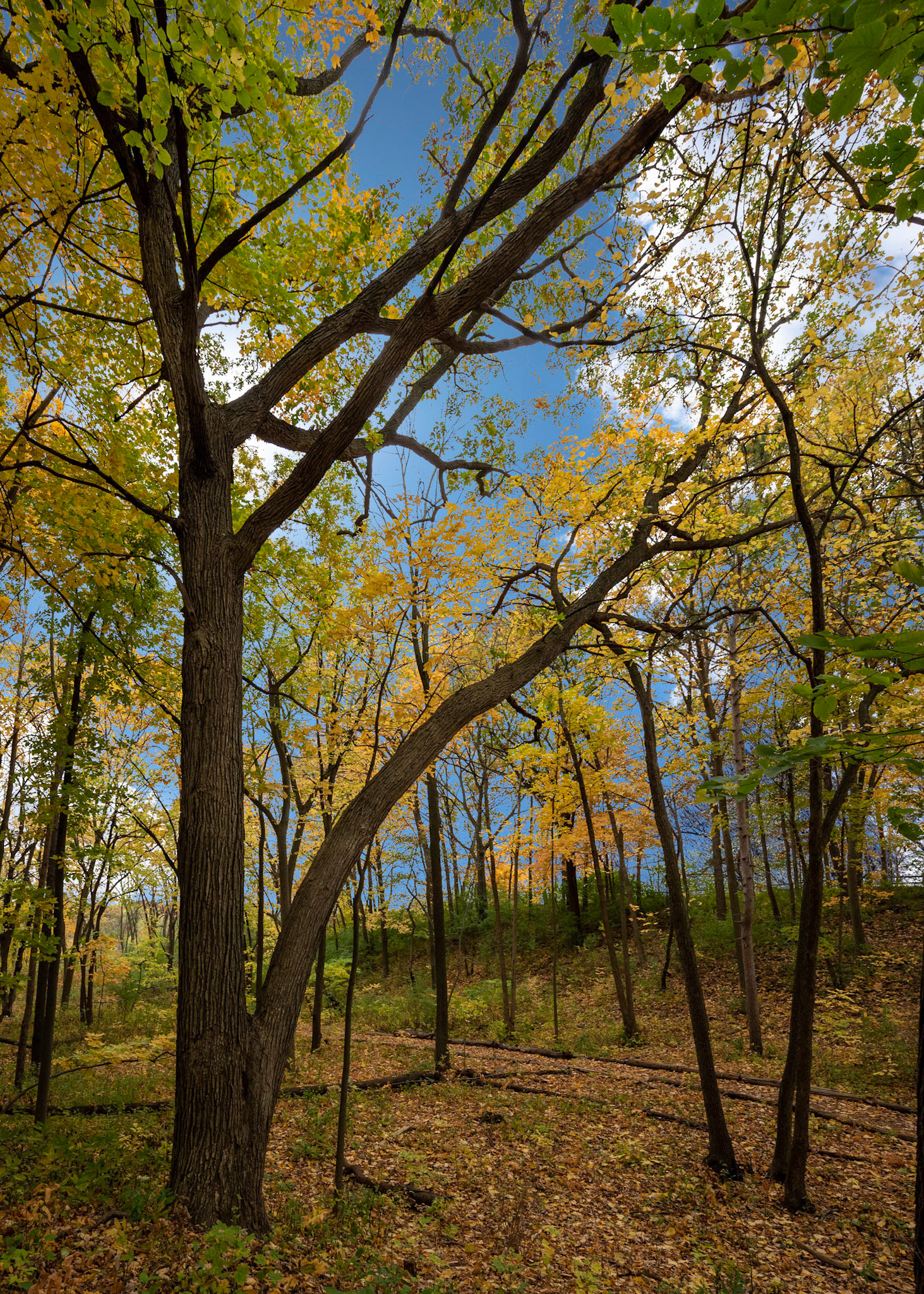 Hawthorn Glenn - Milwaukee WI Fall 2020