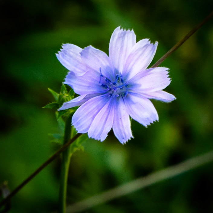 On the Trail - Matthiessen SP, Utica Il, August 2020