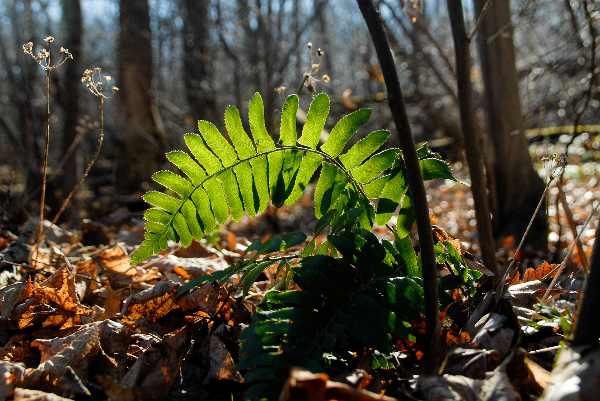 Light on the trail - Indiana Dunes SP, November 2006