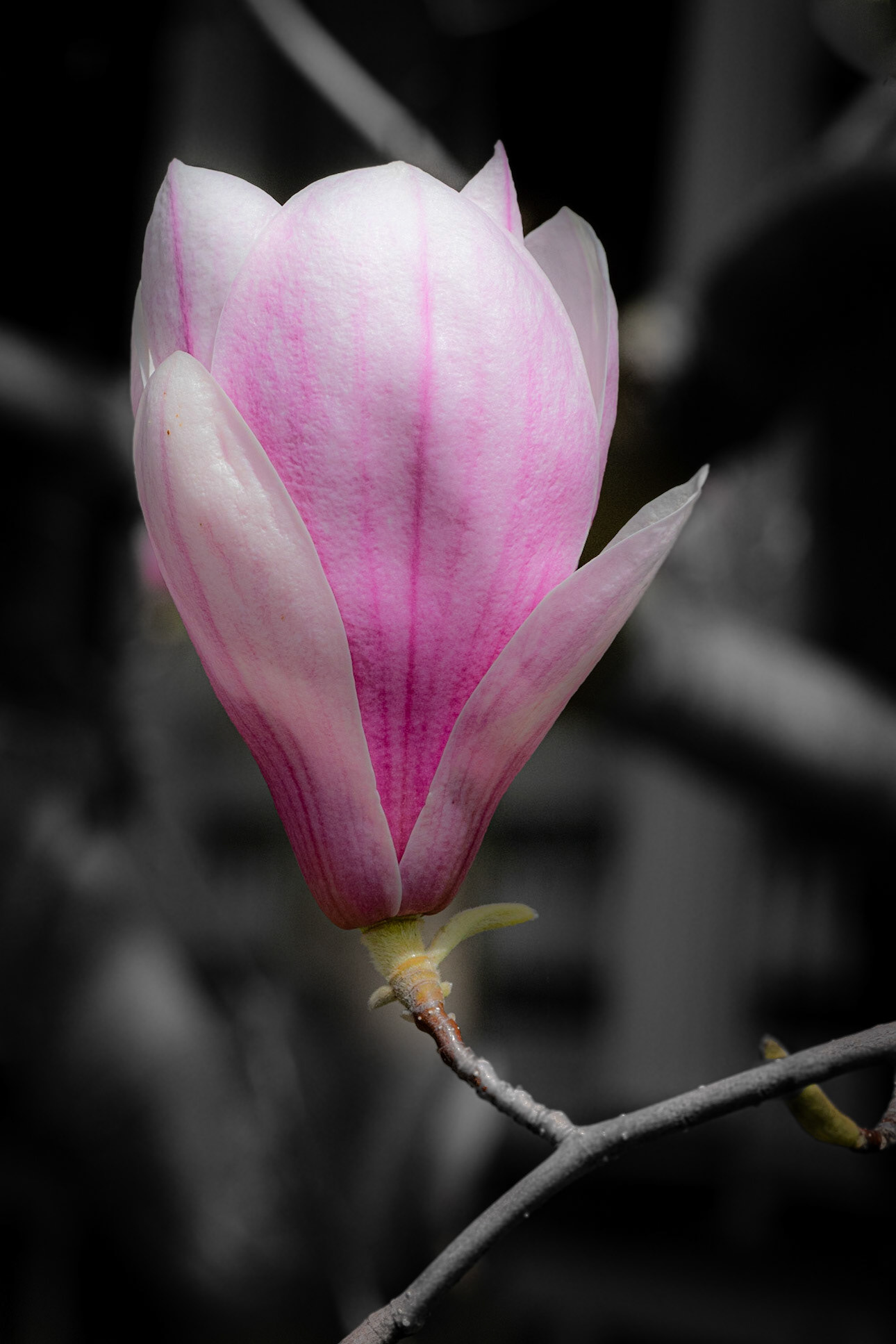 Street Flower, Wauwatosa WI June 2020