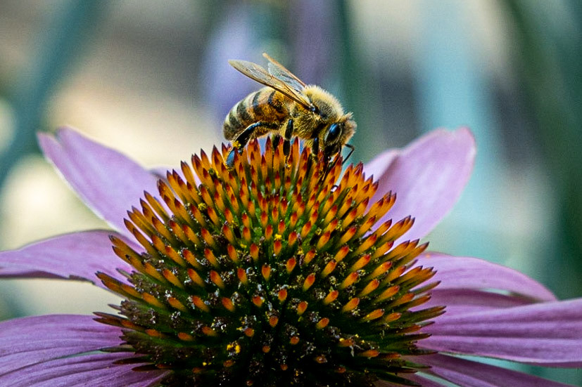 Flower and Friend - Wauwatosa Wi, September 2020