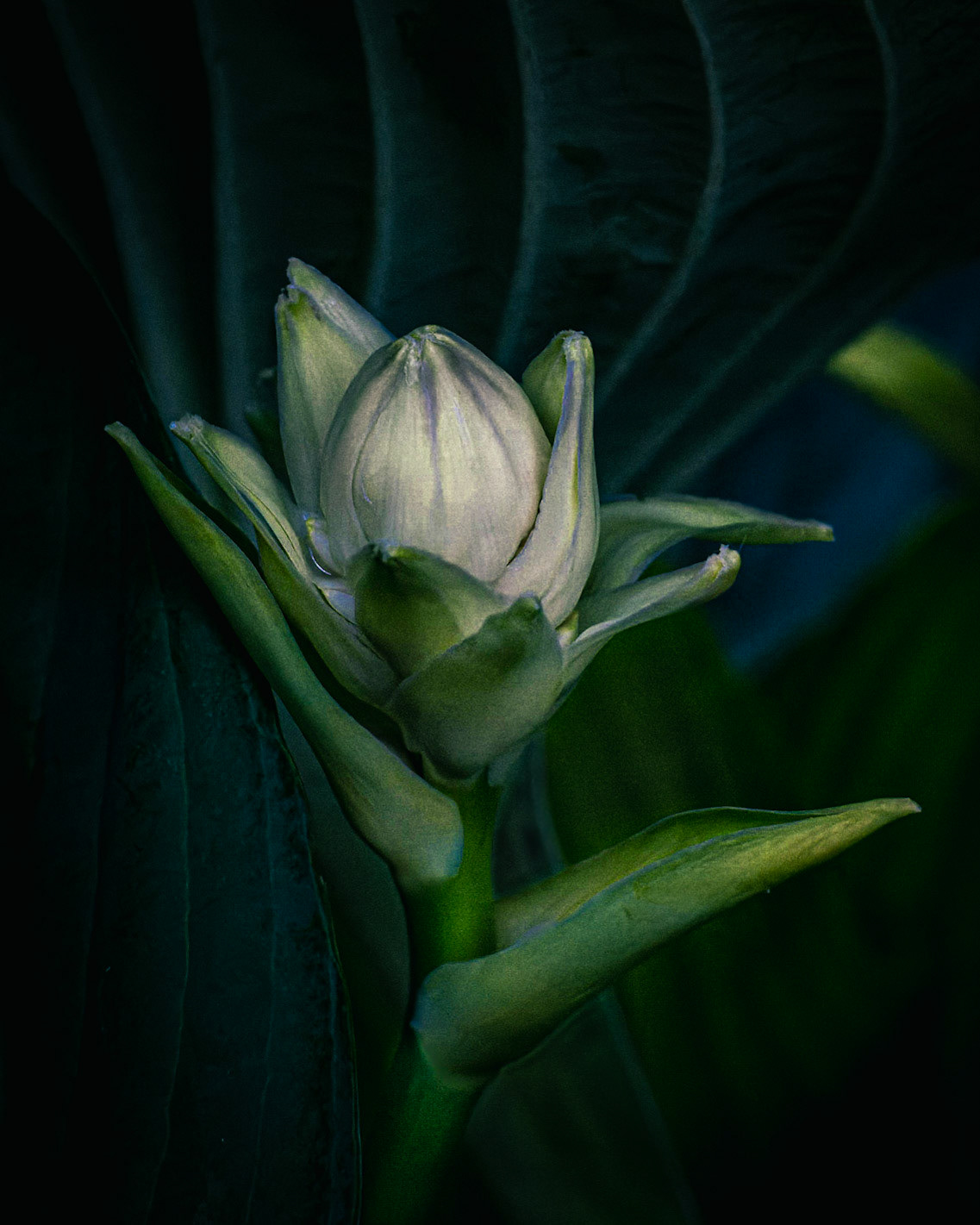 Hosta Bud, Wauwatosa WI June 2021