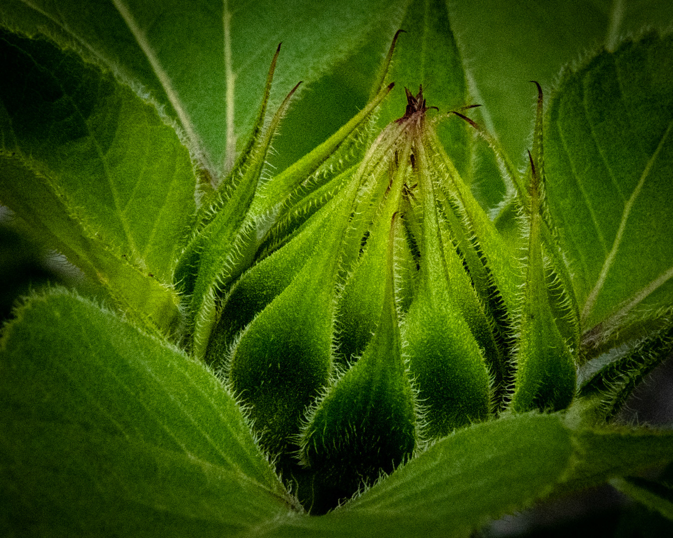 Sunflower, Wauwatosa WI 2021