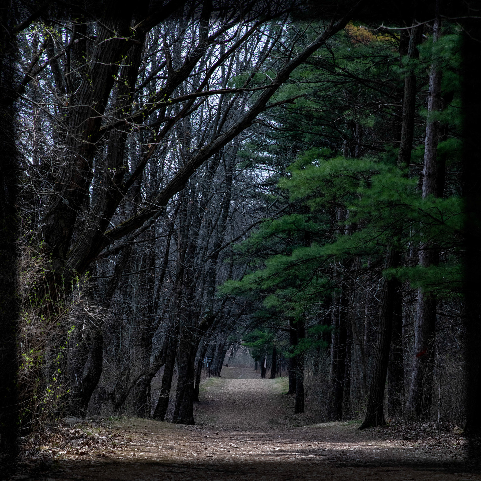 Lapham Peak SP, WI  April 2021
