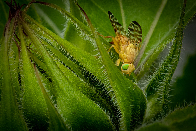Sunflower and Friend, Wauwatosa WI 2021