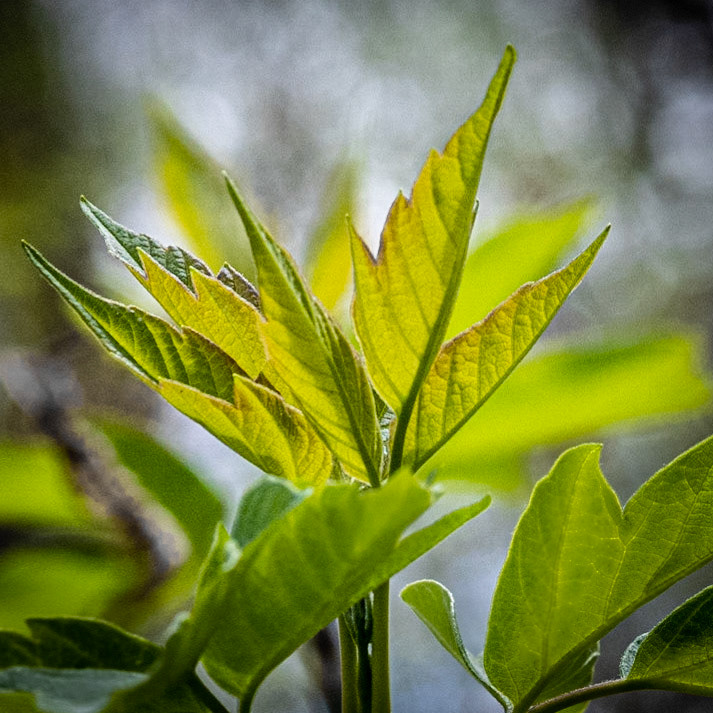 Hawthorn Glen, Milwaukee WI, April 2021