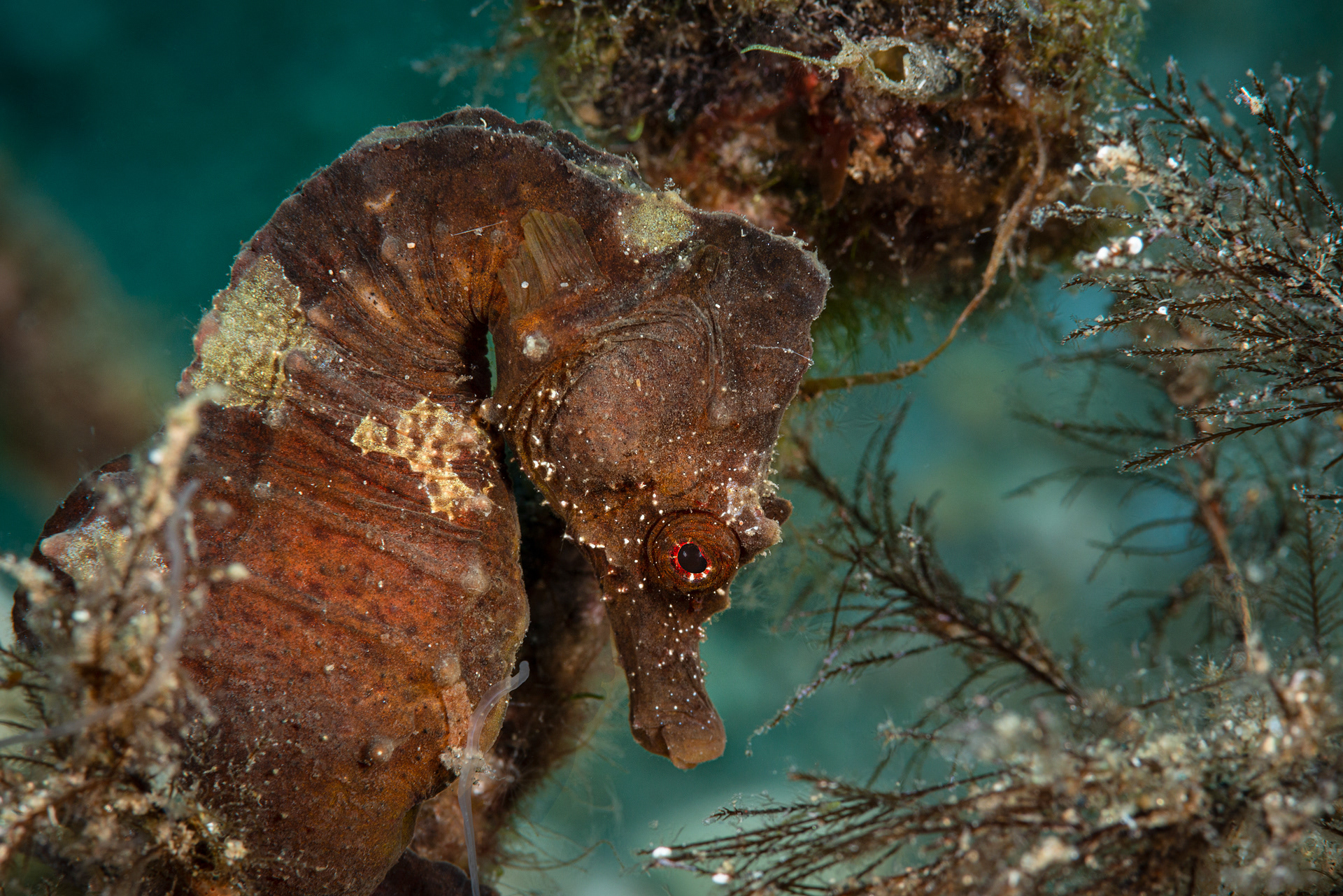 Hippocampus antiquorum