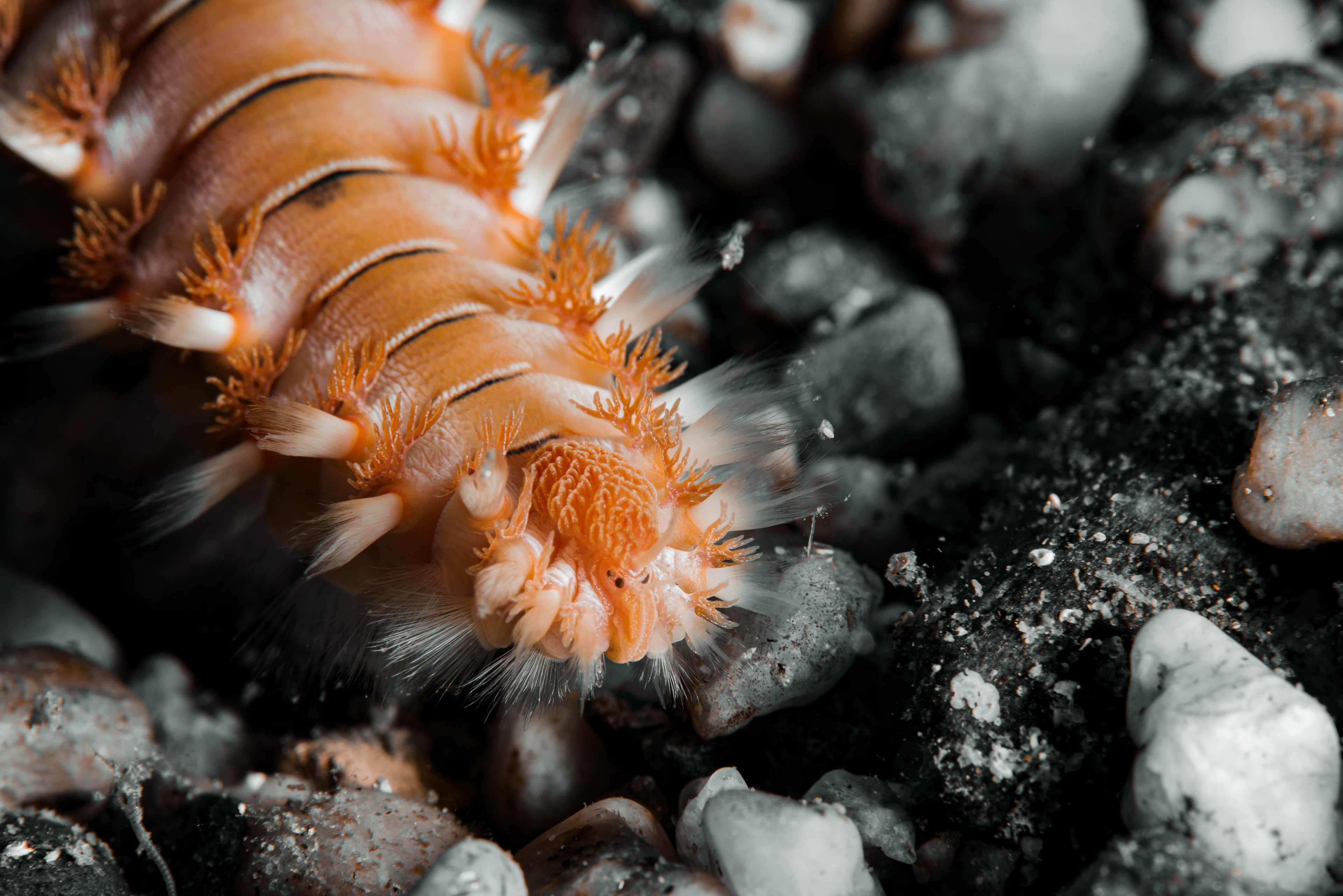 Hermodice carunculata