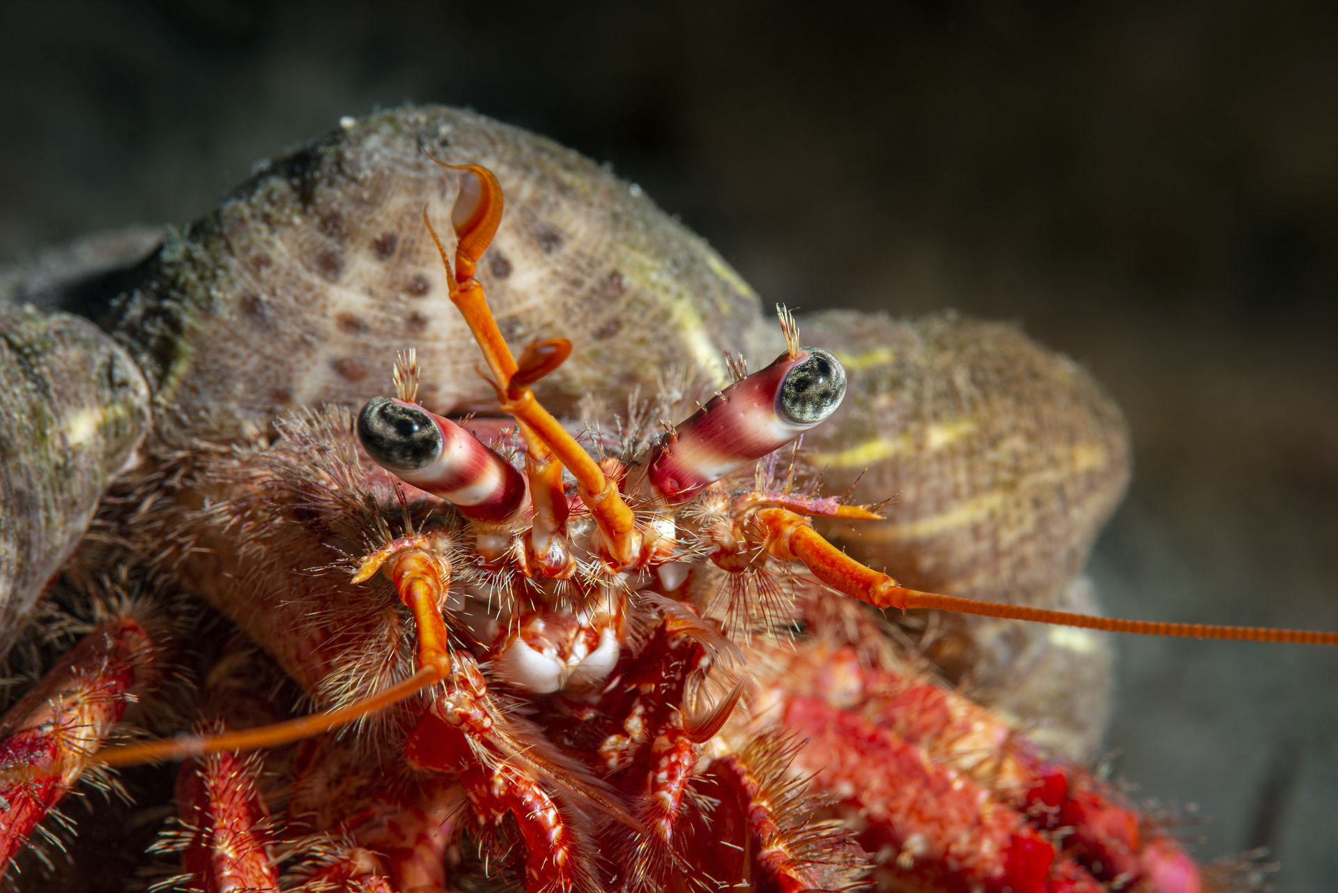 Dardanus calidus