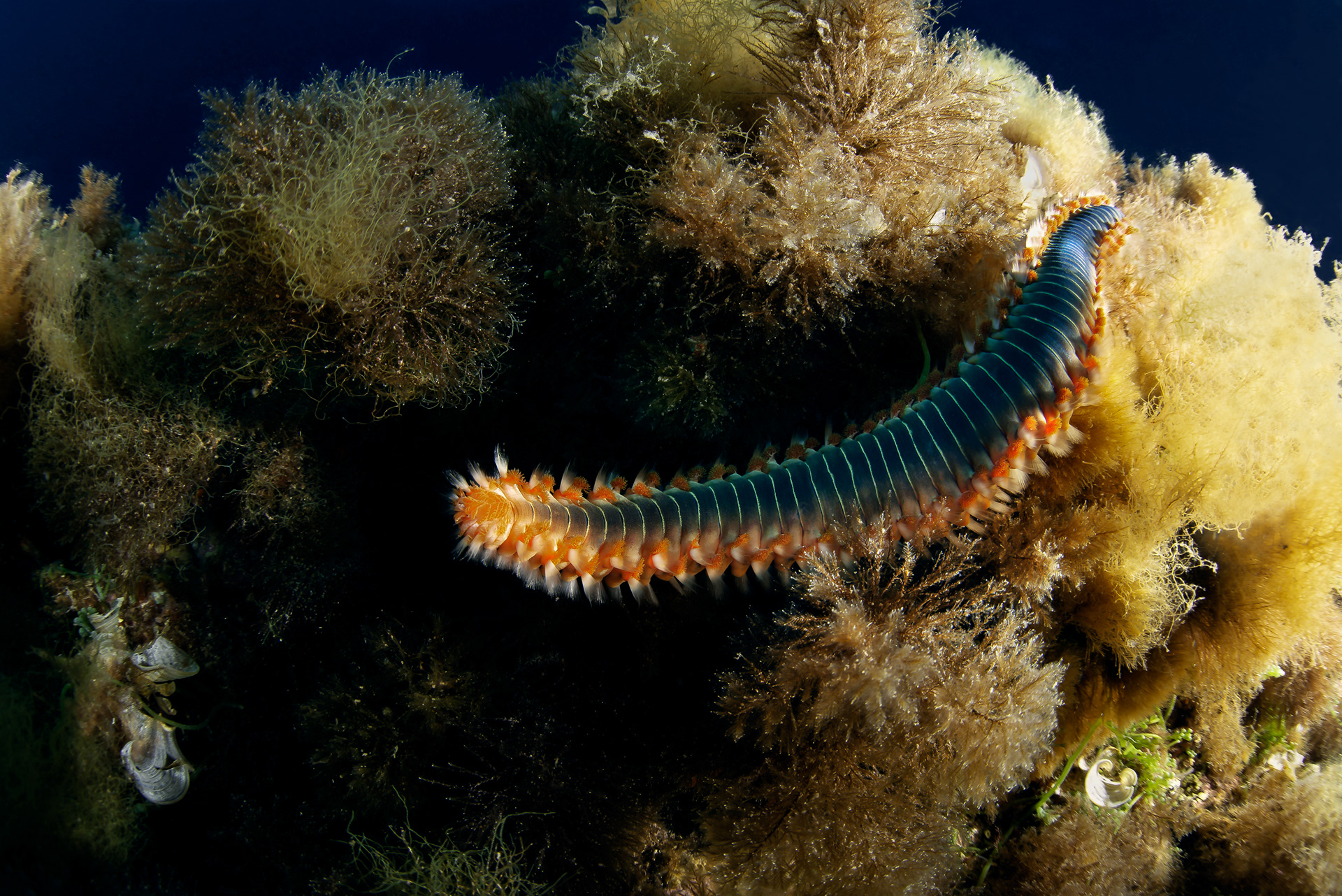 Hermodice carunculata