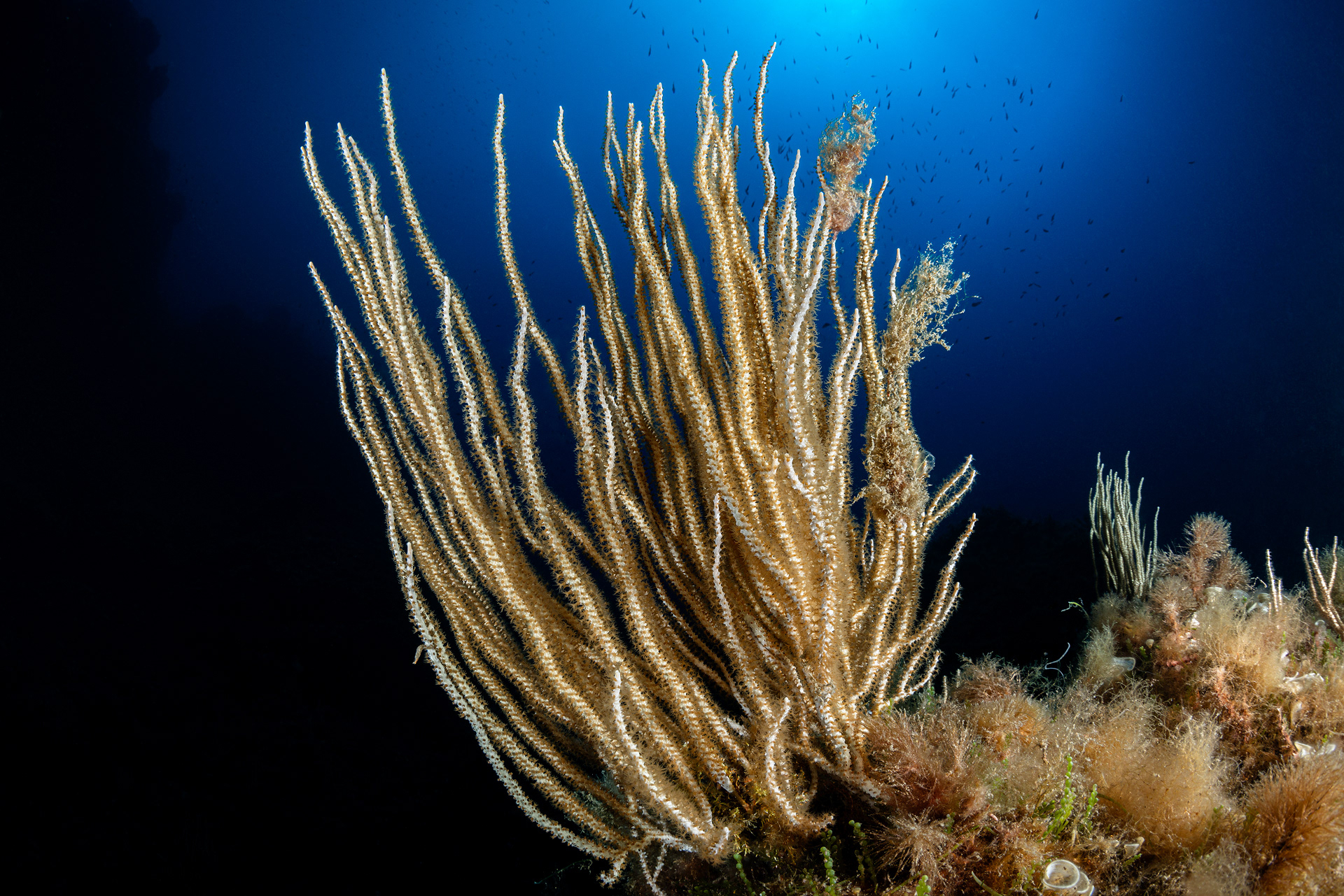 Eunicella singularis