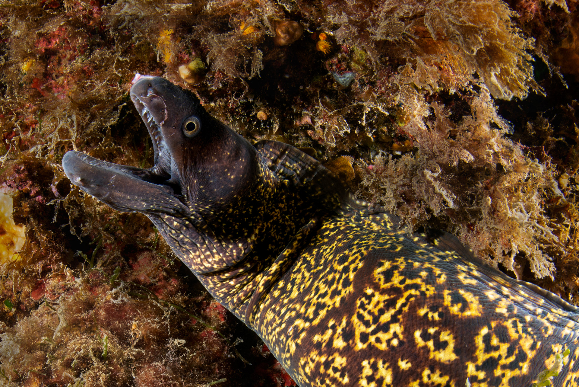 Muraena helena