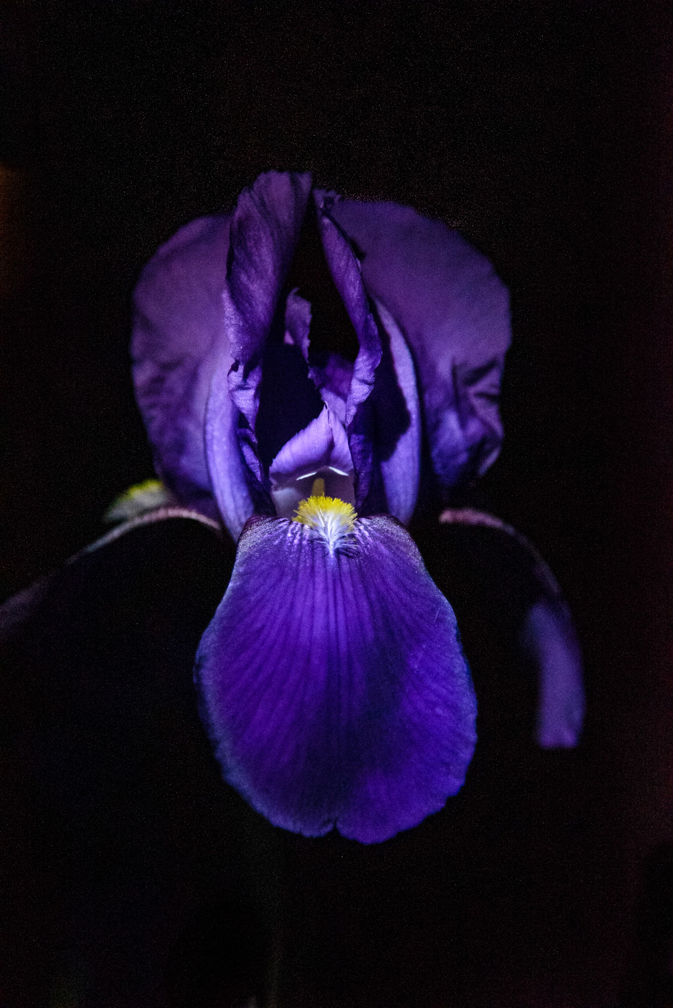 Lit with USB flashlight.  Discovered this shot opportunity while checking the mail at night.