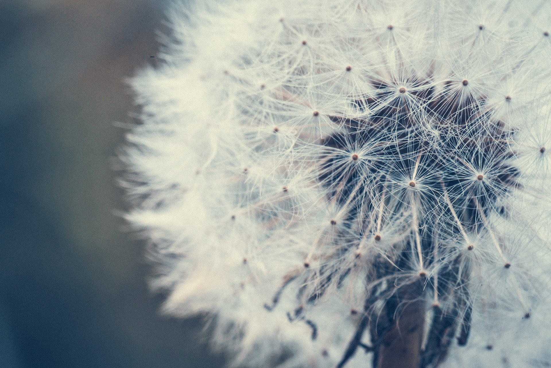 Upward dandelion macro on a beautiful summer's day.