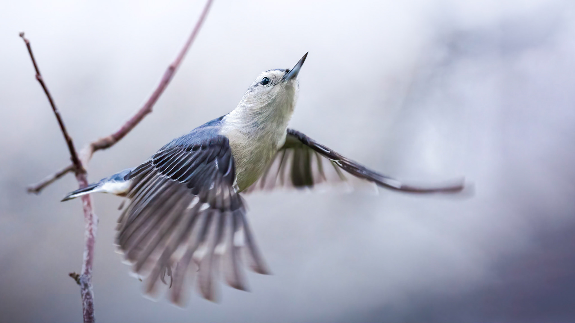 White-breasted Nuthatch