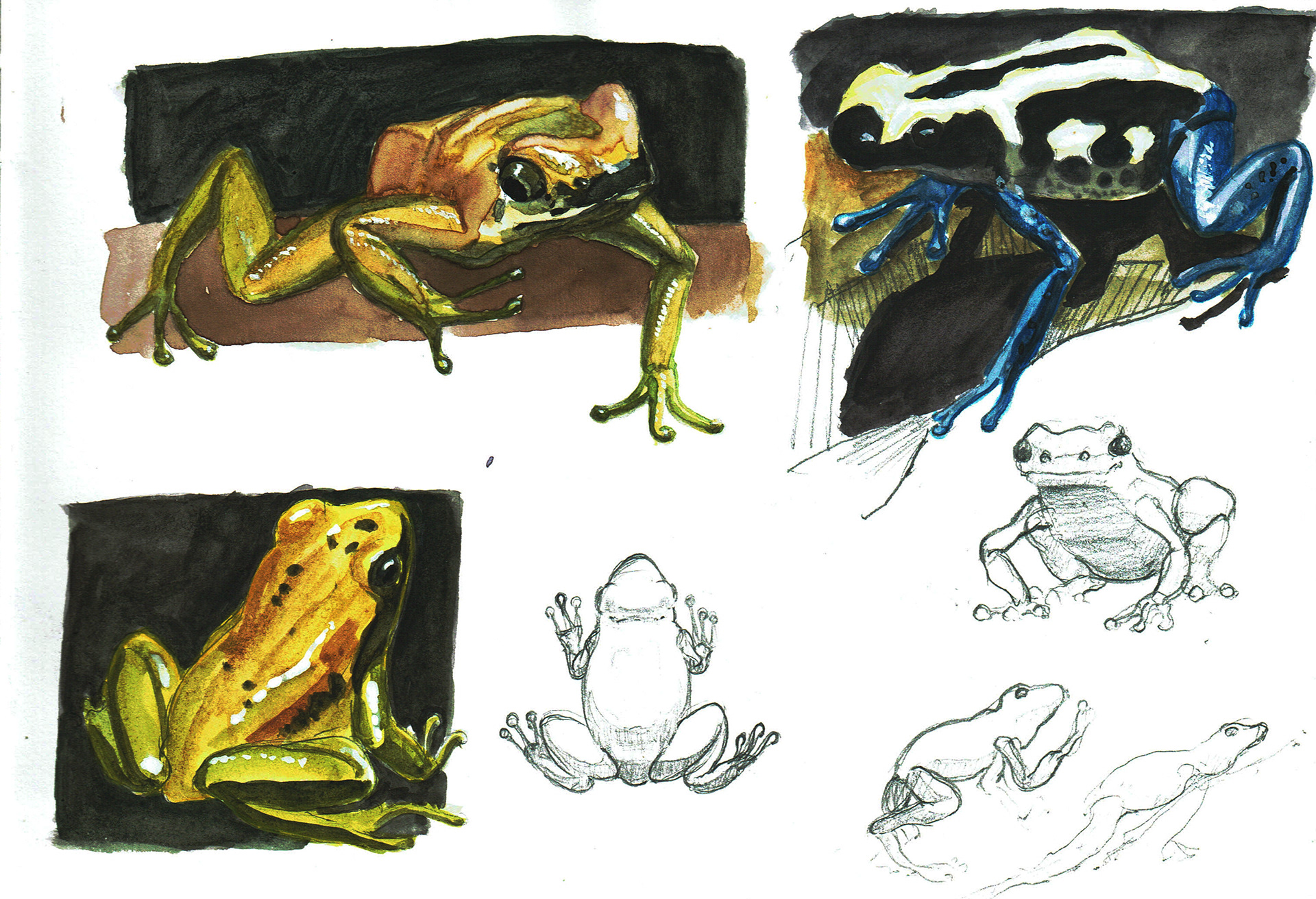 poisonous frogs, pencil, watercolour & gouache