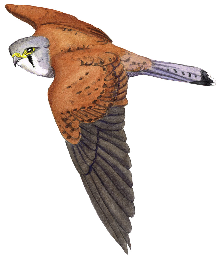 Kestrel